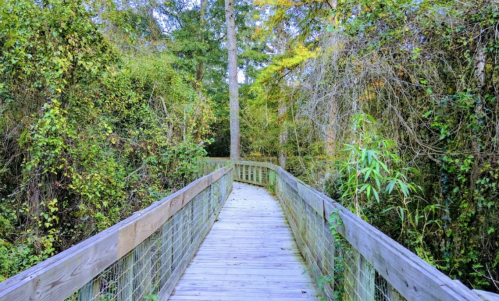 A wooden boardwalk winding through lush greenery and trees in a serene natural setting.