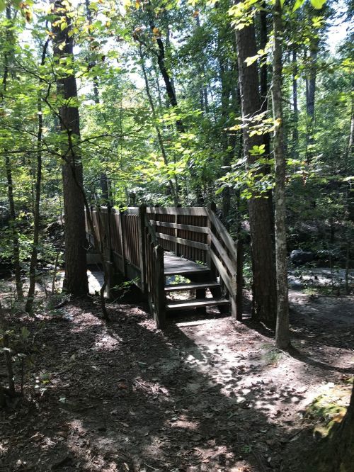 A wooden bridge surrounded by trees in a sunlit forest, leading over a small stream.