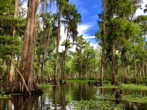 Lush green cypress trees with Spanish moss reflect in calm waters under a bright blue sky in a serene wetland.