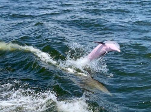 A pink dolphin leaps out of the water, creating splashes against a backdrop of rippling waves.