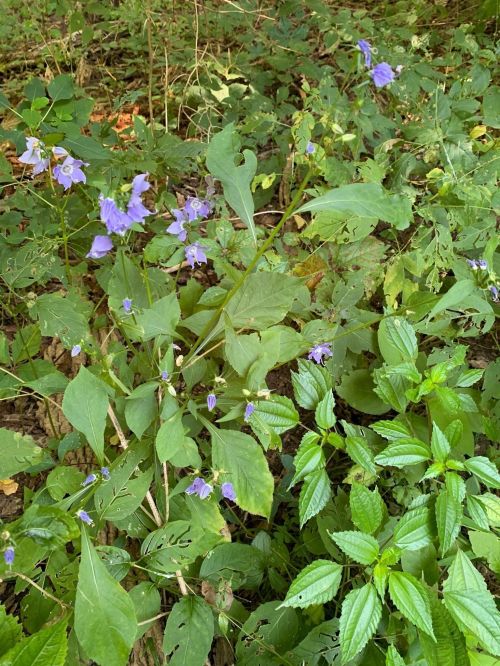 A cluster of purple flowers among green foliage in a wooded area.
