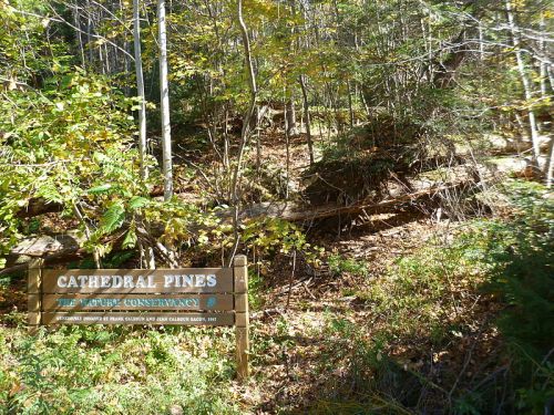 Sign for Cathedral Pines Nature Conservancy surrounded by trees and rocky terrain in a forested area.