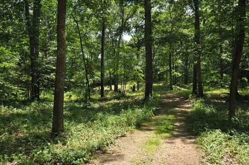A serene forest path winding through lush green trees and underbrush on a sunny day.