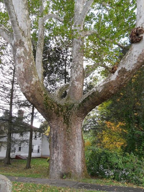 A large, textured tree with a wide trunk and sprawling branches, surrounded by greenery and a house in the background.