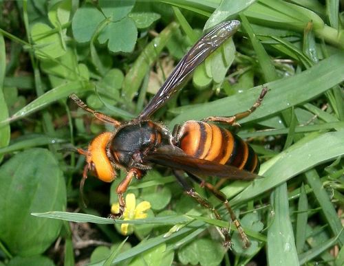 A close-up of a hornet resting on green grass, showcasing its distinctive orange and black striped body.