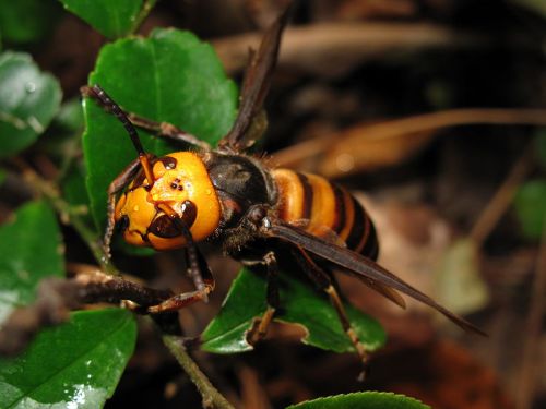 Close-up of a hornet resting on green leaves, showcasing its orange and black striped body and large eyes.