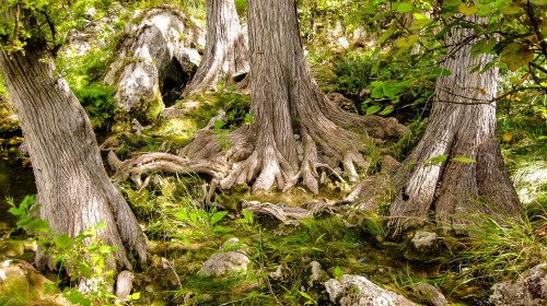 Ancient trees with gnarled roots surrounded by lush greenery and a small stream in a serene forest setting.