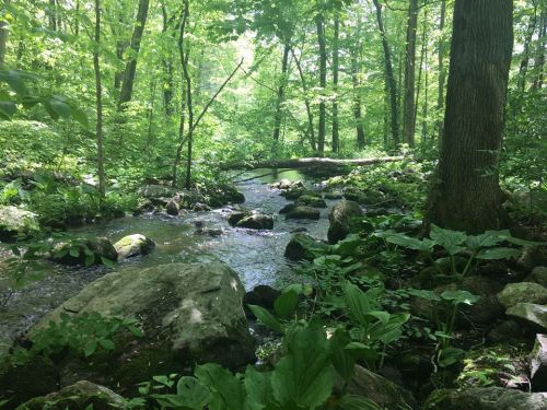 A serene forest scene featuring a flowing stream surrounded by lush greenery and large rocks.