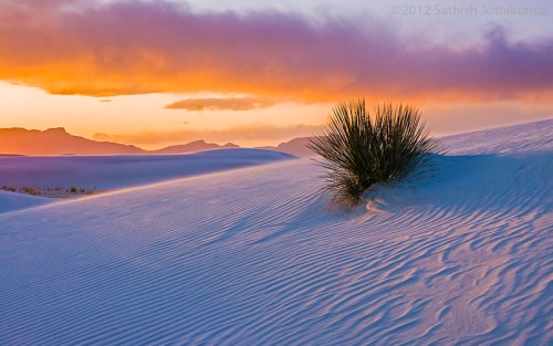 A solitary plant stands on a white sand dune under a colorful sunset, with mountains in the background.