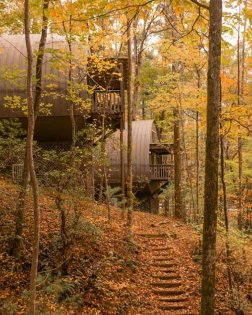 A modern cabin nestled among autumn trees, with wooden steps leading through fallen leaves.