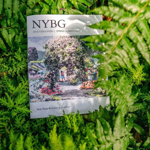 A brochure for NYBG's adult education program, surrounded by lush green ferns.