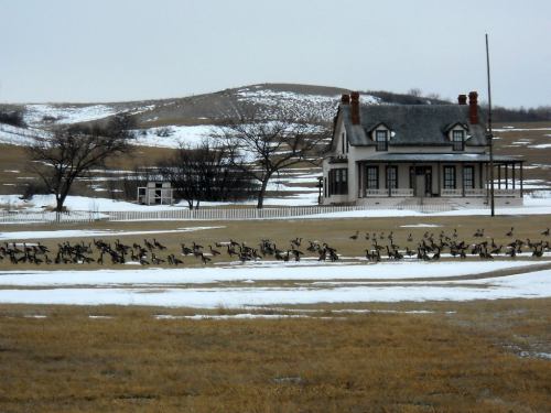 A historic house surrounded by snow and grass, with a flock of birds gathered in the foreground.