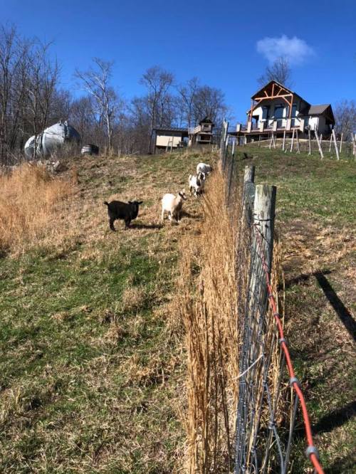 A group of goats grazing on a hillside near a house, with trees and a blue sky in the background.