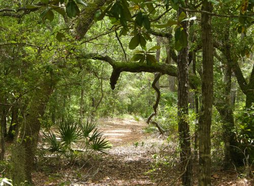 A winding path through a lush green forest, surrounded by trees and underbrush. Sunlight filters through the leaves.