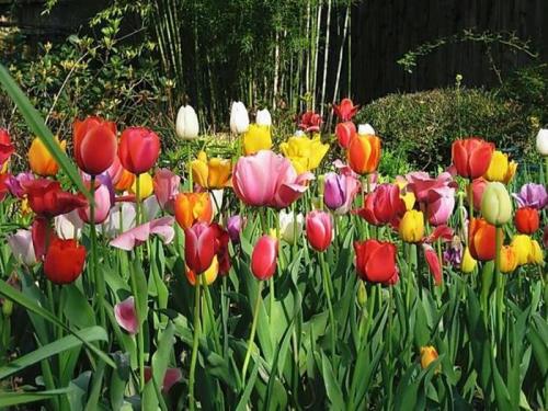 A vibrant garden filled with colorful tulips in various shades of red, yellow, pink, and purple.