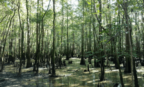Lush green swamp with tall trees and waterlogged ground, creating a serene, natural environment.