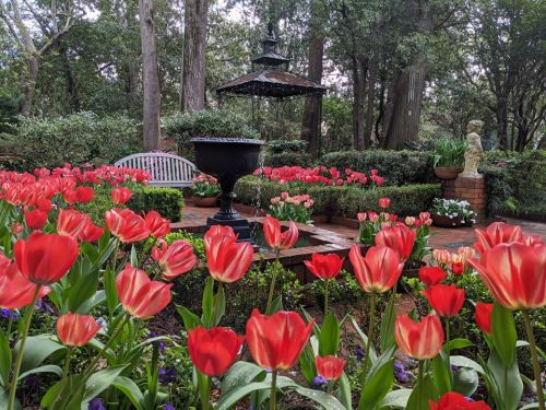 A vibrant garden filled with red tulips, a black fountain, and a bench surrounded by lush greenery and trees.