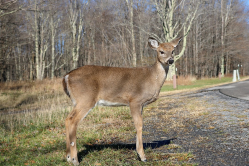 A young deer stands beside a gravel path in a wooded area, surrounded by trees and grass.