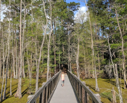 A girl walks on a wooden bridge through a lush, green forest with tall trees and a clear blue sky.
