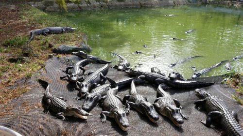 A group of alligators resting on the bank near a green pond, with some swimming in the water.