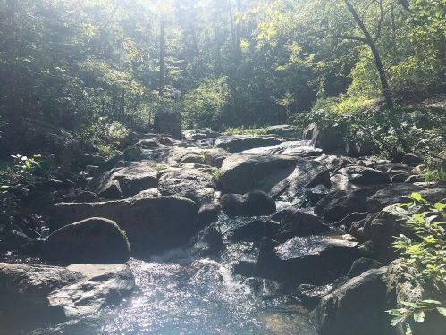 A serene stream flows over rocks, surrounded by lush greenery and dappled sunlight filtering through the trees.