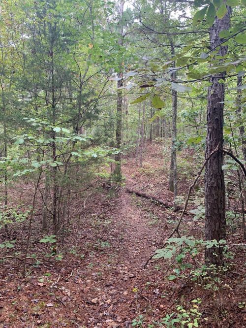 A narrow dirt path winds through a lush green forest with trees and fallen leaves.