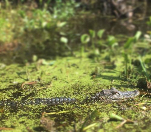 A crocodile partially submerged in green water, surrounded by plants and algae.