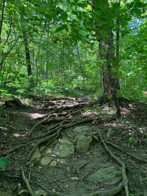 A forest path with exposed tree roots and rocky ground, surrounded by lush green foliage and trees.