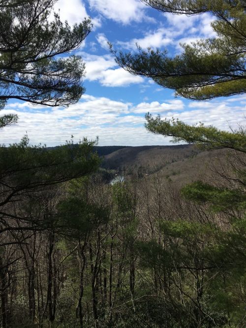 A scenic view of rolling hills and a river, framed by green pine trees under a partly cloudy sky.