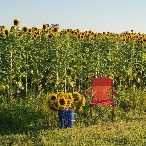A red chair beside a blue bucket filled with sunflowers, set against a field of tall sunflowers under a clear sky.