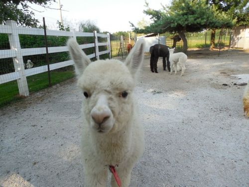 A close-up of a white alpaca in a farm setting, with other alpacas grazing in the background.