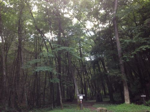 A dense forest with tall trees and a signpost indicating trails, dappled sunlight filtering through the leaves.