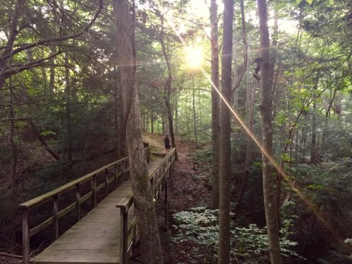 A wooden walkway through a forest, with sunlight filtering through the trees, creating a serene atmosphere.