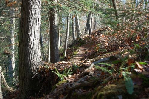 A narrow trail winds through a forest, lined with tall trees and scattered autumn leaves on the ground.