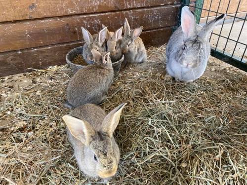 A group of five rabbits and one larger rabbit resting on straw in a wooden enclosure.