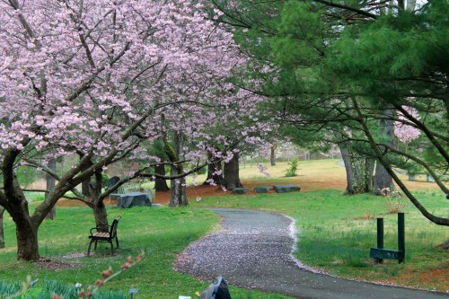 A serene park path lined with blooming cherry blossom trees and scattered pink petals, with a bench nearby.