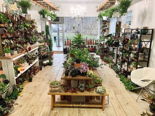 A bright indoor plant shop filled with various potted plants, shelves, and a central display table.
