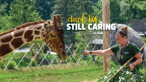 A zookeeper feeds a giraffe while a sign reads "closed, but still caring." Greenery and a zoo backdrop are visible.