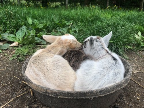 Two baby goats cuddling together in a small bowl, surrounded by green grass and dandelions.