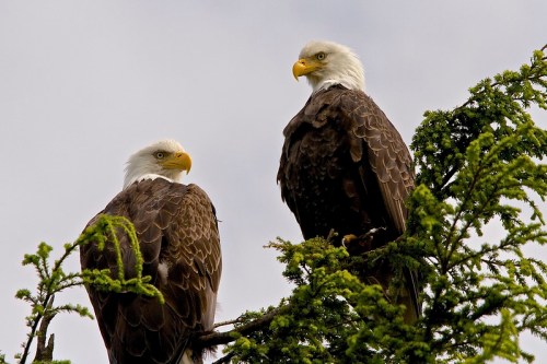Two bald eagles perched on a tree branch, facing each other against a cloudy sky.