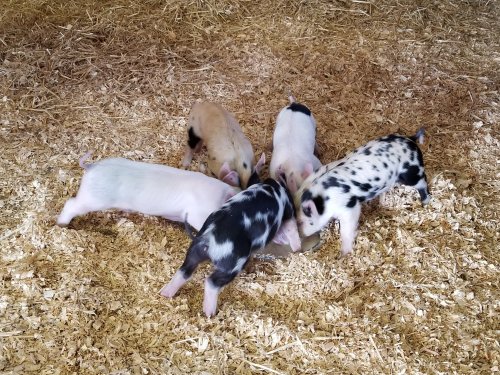 Five piglets of various colors are gathered together, foraging in a bed of straw.