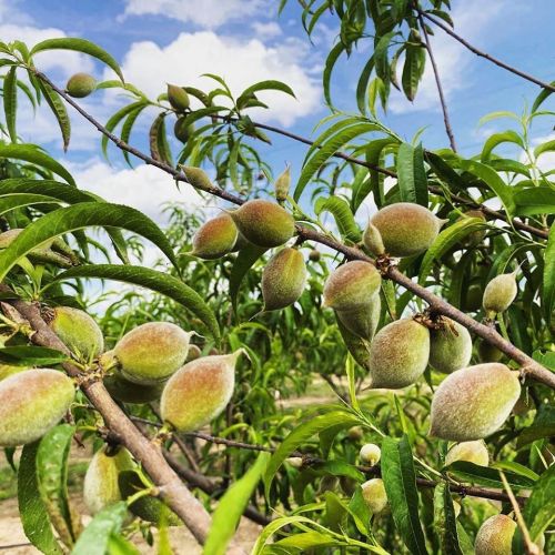 Peach tree branches with clusters of fuzzy, unripe peaches against a blue sky and green leaves.