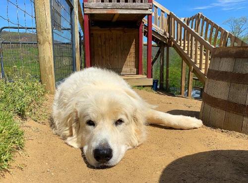A fluffy white dog lies on the ground in a sunny outdoor area near a wooden structure and a barrel.
