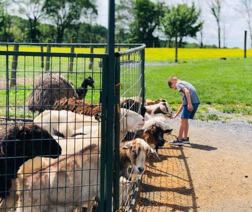 A child leans over a fence to interact with a group of goats in a sunny, green field.