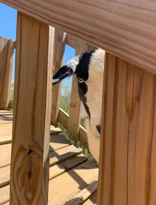 A goat peeks through wooden slats on a sunny day, surrounded by a wooden structure.