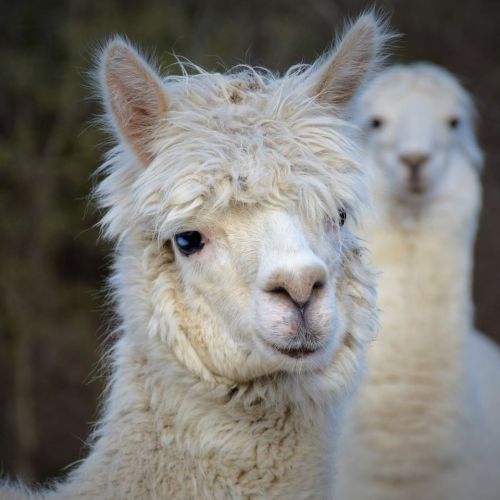 Two fluffy white alpacas with soft fur, one in focus and the other blurred in the background.