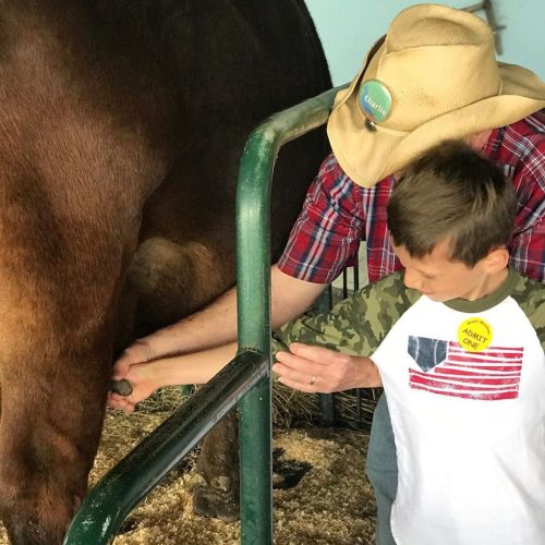 A child and an adult in a hat are milking a cow in a barn setting. The child wears a camo shirt and looks focused.