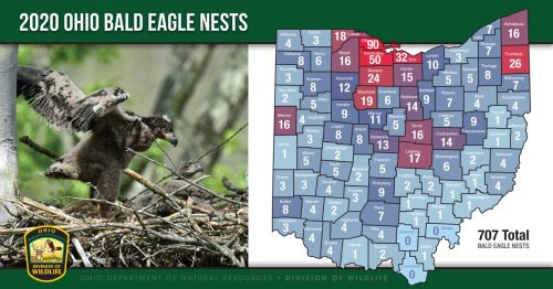Map of Ohio showing 2020 bald eagle nests, with a total of 707 nests marked across various counties.