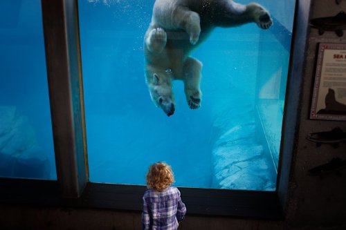 A child watches a polar bear swimming underwater in an aquarium, creating a captivating moment.