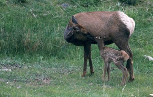 A mother deer nuzzles her spotted fawn in a grassy field.